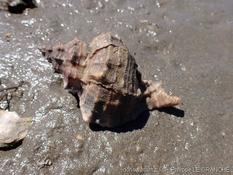 Déjà dans le Bassin d'Arcachon ?