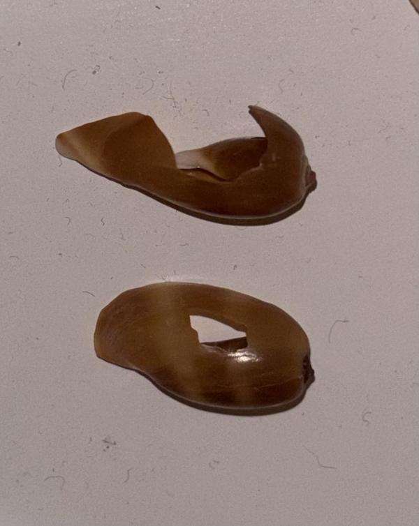 Demande d aide D identification de coquillage corse 