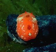 Demande d'expertise espèce nudibranches 