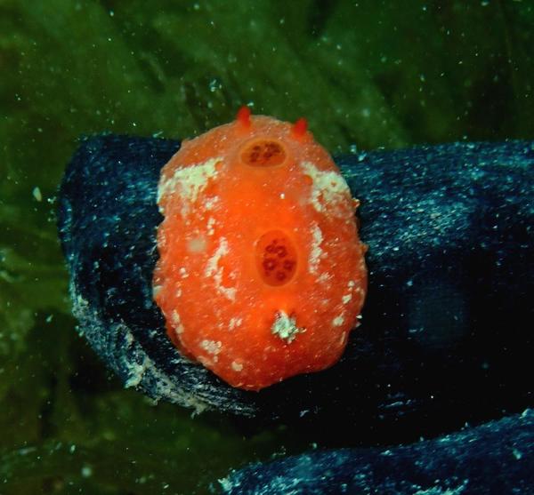 Demande d'expertise espèce nudibranches 
