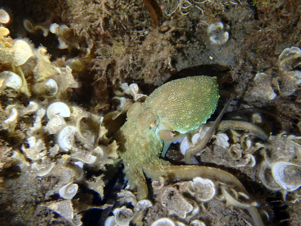 <p>Dernière photo l'organisme est rentré et sort d'environ 1 cm</p>