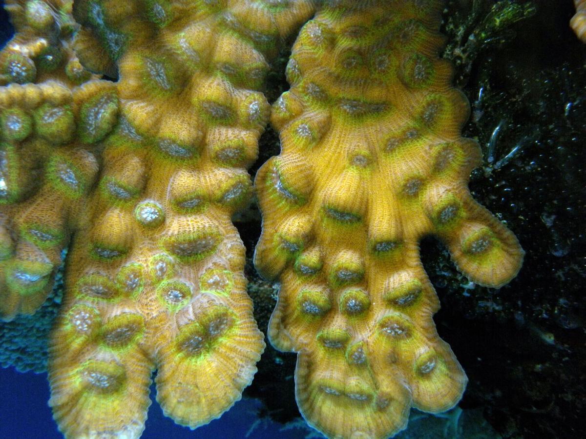 <p>Non, ce corail n'est pas Mycedium <em>elephantotus</em> qui est très reconnaissable avec ses gros polypes inclinés. Je pencherais pour le genre...