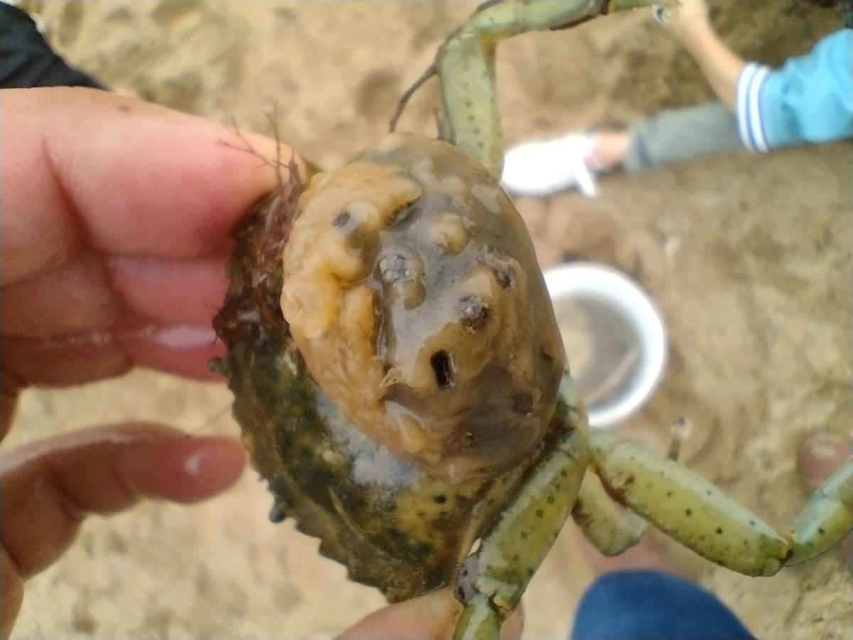 <p>Bonjour. Je suis l'auteure de cette photo. Après recherches je partirai sur une fissurelle collée sur le dos d'un crabe vert et des bryozoaires...