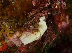 demande d'identification