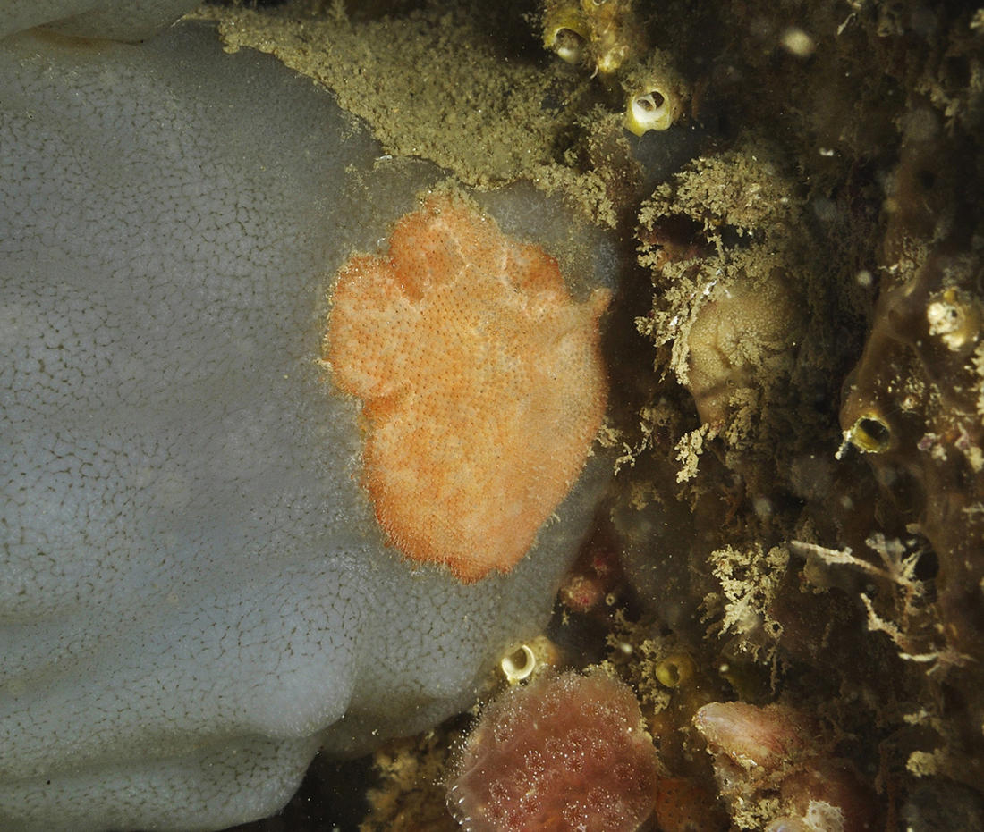Demande d'identification de ce bryozoaire
