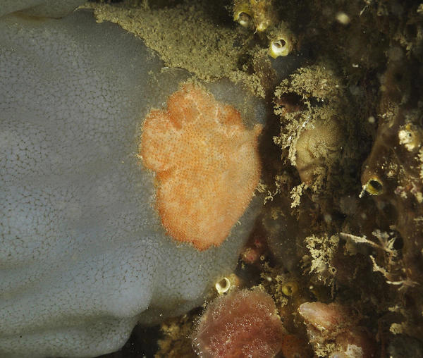 Demande d'identification de ce bryozoaire