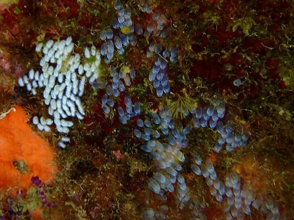 demande d'identification de ponte