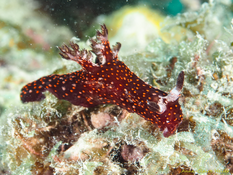 Demande d'identification nudibranche