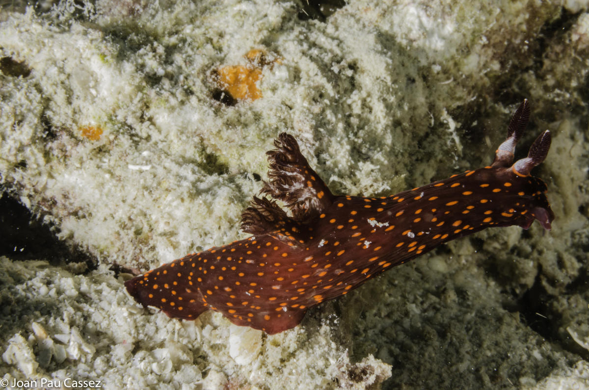 <p>Bonsoir, j'ai vu le même à Zanzibar en 2016. </p><p><a href="https://www.inaturalist.org/observations/70204224">https://www.inaturalist.org/obse...