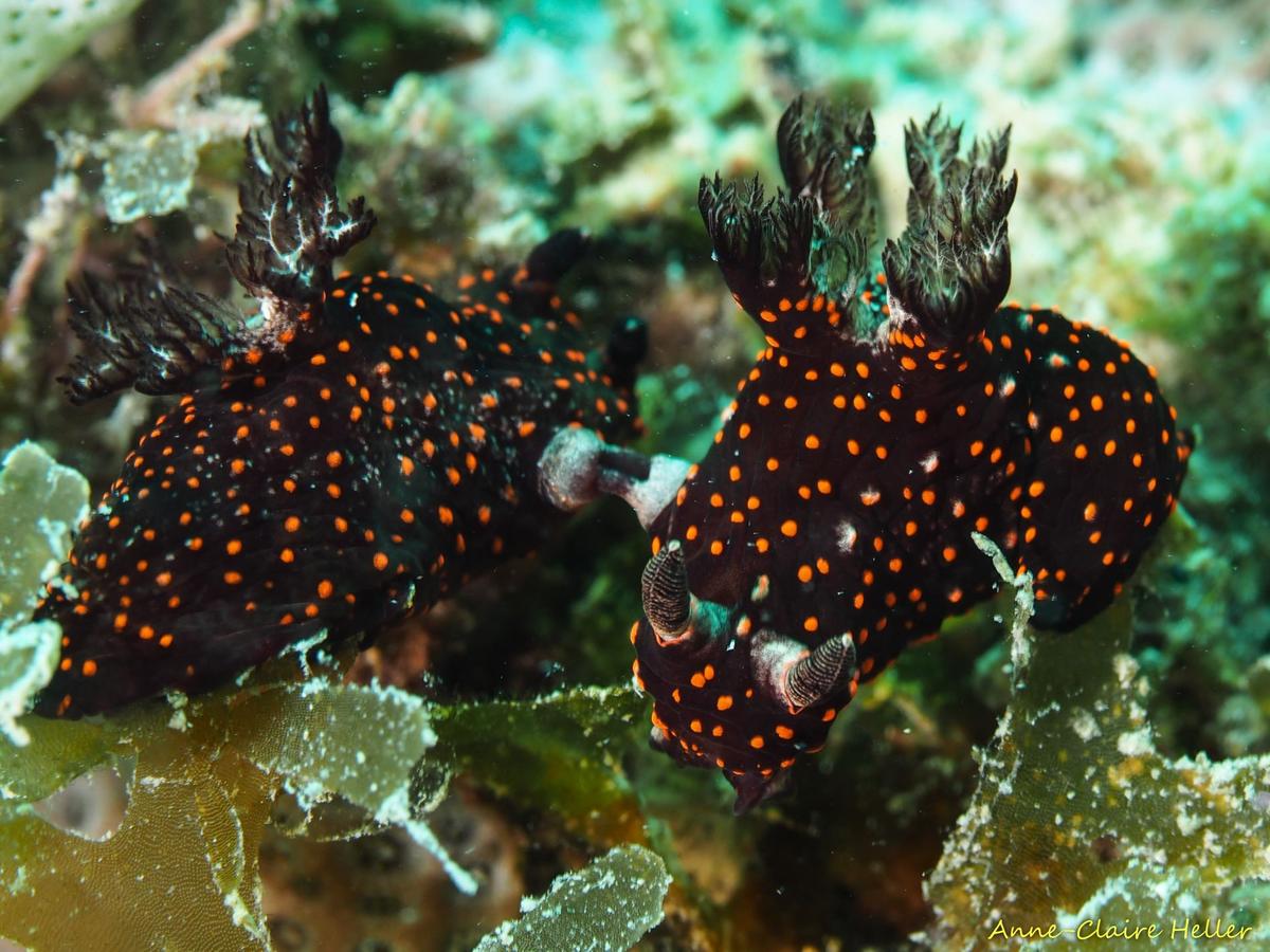 <p>Merci beaucoup pour vos réponses. J'ai fait une série de photos  le même jour de 2 autres nudi de couleur différente en train de copuler </p>