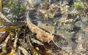 Demande d'identification (nudibranche éolidien)