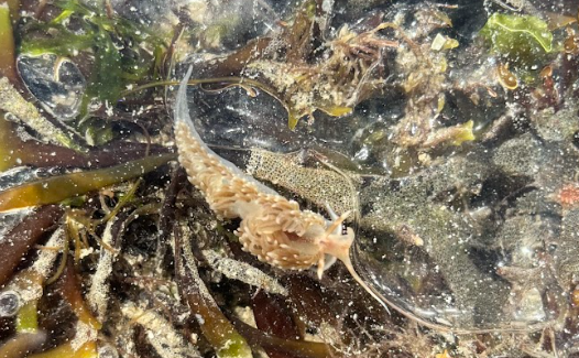 Demande d'identification (nudibranche éolidien)
