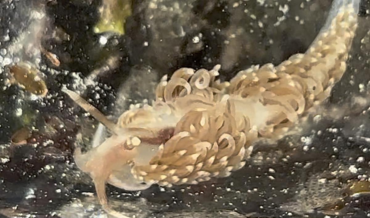 <p>Bonjour, j’ai ci-joint une autre photo où l’on voit (un peu mieux) les rhinophores. En espérant que cela aide<strong></strong></p>