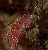 Demande d'identification nudibranche manche