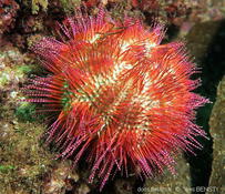 Demande d'observation : Salmacis bicolor