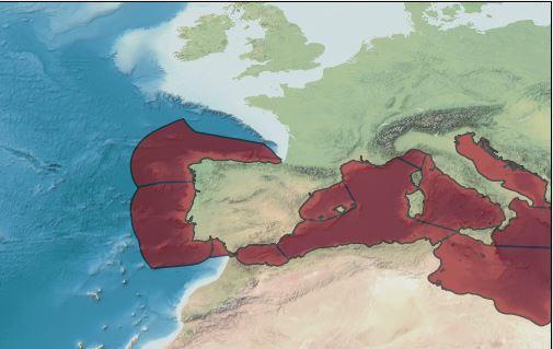 <p>WORMS semble attester de la présence de A. diaphana jusqu'au nord de l'Espagne. On s'approche d'Hossegor... <img src="/extension/doris/design/do...