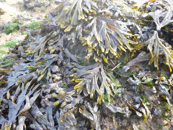 Demande de confirmation : Fucus spiralis ???