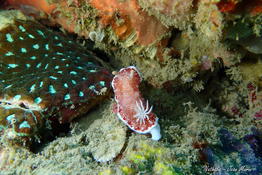 Demande ID Chromodoris albopunctata  ???