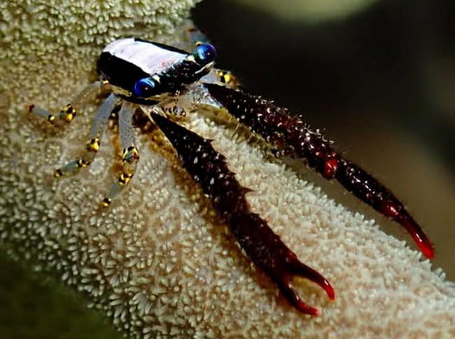 <p>Bonjour Annie,<br>Il s'agit d'une Galatheidae, une espèce de galathée qui n'est probablement pas  décrite. Je resterais à <em>Galathea</em> sp....