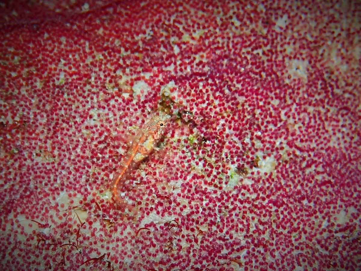 Demande identification