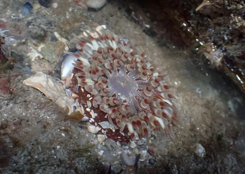 Demande identification anémone de mer