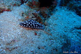 Demande identification nudibranche