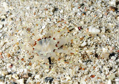 Demande identification petite anémone de mer rouge