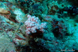 Demande identification petites boules roses