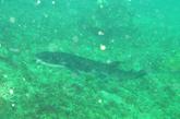 demande identification Requin