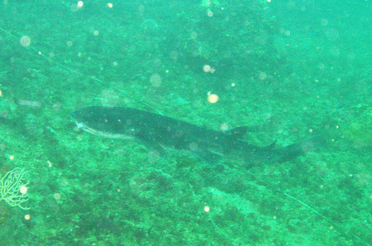demande identification Requin