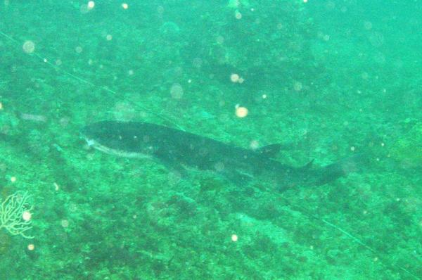 demande identification Requin