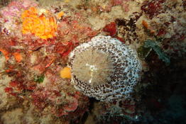 demande information sur coquillage sur Ombrelle