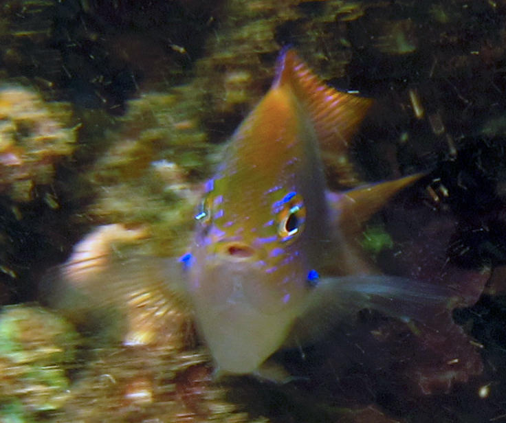 Demoiselle de Mayotte, juvénile