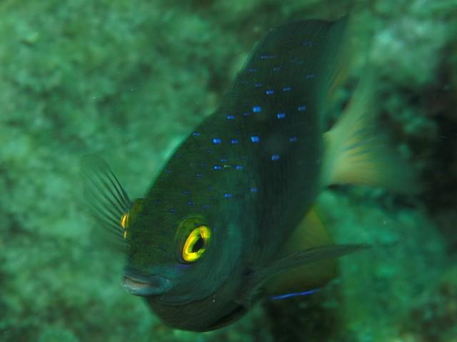 Demoiselle de Nha Trang