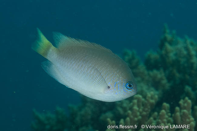 Bien que cité dans la table des matières, <em>P. amboinensis</em> est absente du Allen. La description de Fishbase est très sommaire et ne me perme...