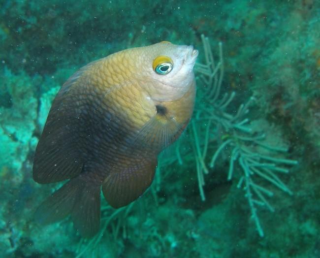 Voilà la vraie demoiselle 3 points.<br />Le plus féroce des grands fauves caraïbes...