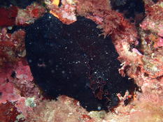 Dendrodoris ?