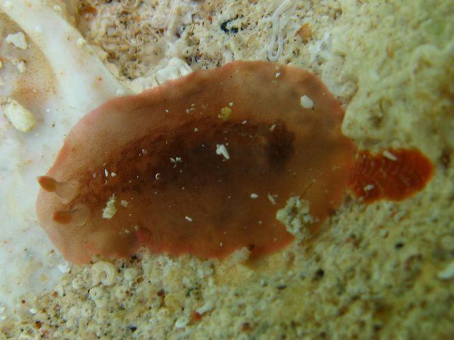 Dendrodoris fumata ?