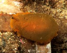 Dendrodoris herytra ? ou pas ?