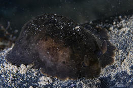 Dendrodoris limbata ?