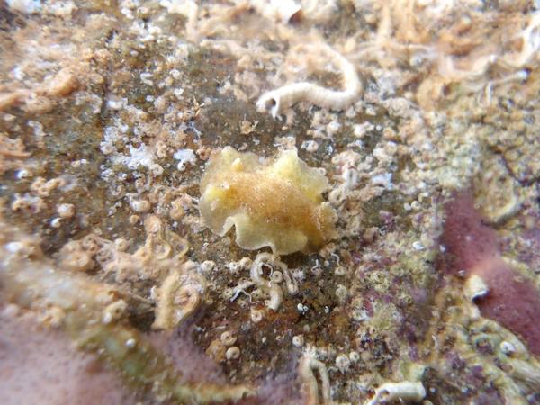 Dendrodoris limbata?