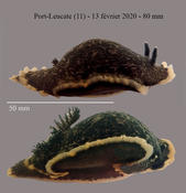 Dendrodoris limbata ? à Port-Leucate