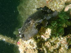 Dendrodoris limbata ou autre ?