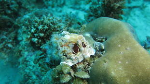 Dendrodoris tuberculosa ?