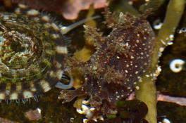 Dendronotus à Saint-Pierre et M.