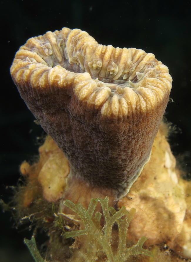 Bonjour,<br />Le squelette bien visible ici (corail mort ou polype complétement rétracté ?), ressemble beaucoup à <em>Balanophyllia europaea</em> (...
