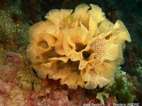 Dentelle de Neptune: croissance et durée de vie?