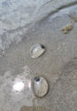 Des bulles gélatineuses transparentes