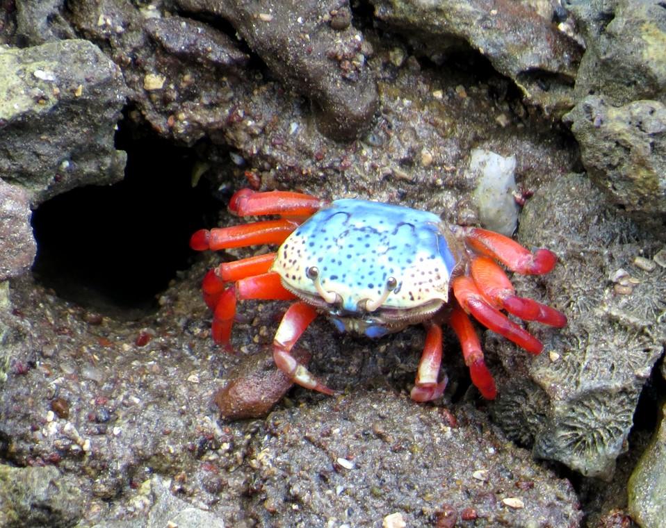 Des idées pour ce crabe tropical 2?