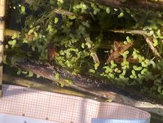 Des lentilles ? oui mais laquelle...